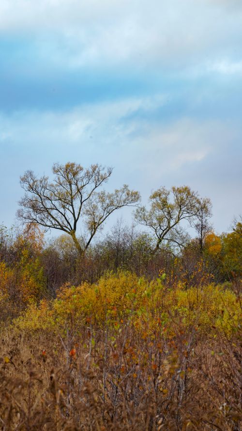 Free Captivating rural autumn landscape with colorful trees under a cloudy sky, evoking tranquility. Stock Photo