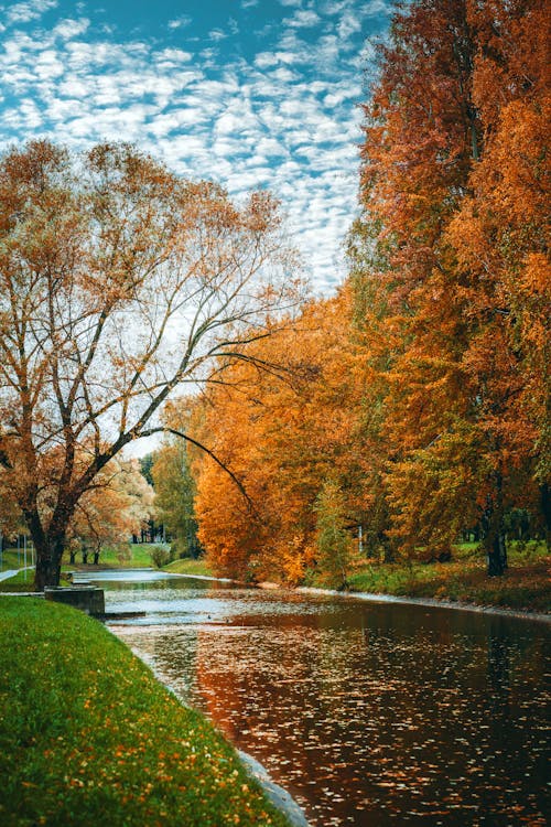 Immagine gratuita di alberi, autunno, bellezza