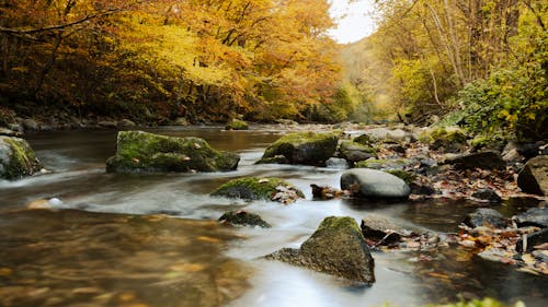 Stream in Autumn