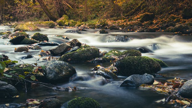 Tranquil autumn stream winding through a lush forest with moss-covered rocks.
