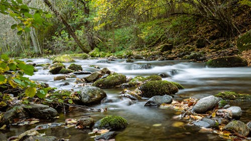 Fotobanka s bezplatnými fotkami na tému divá príroda, krajina, les