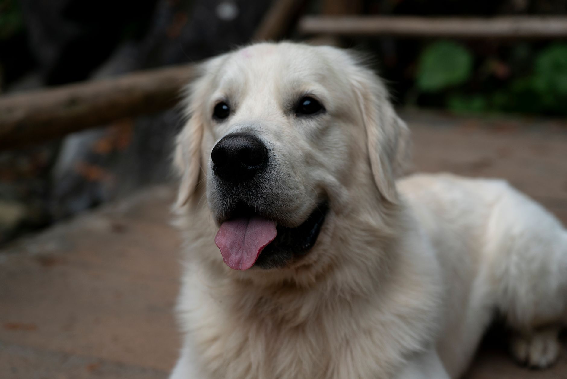 Charming portrait of a Golden Retriever lying down outdoors, showing its friendly demeanor.