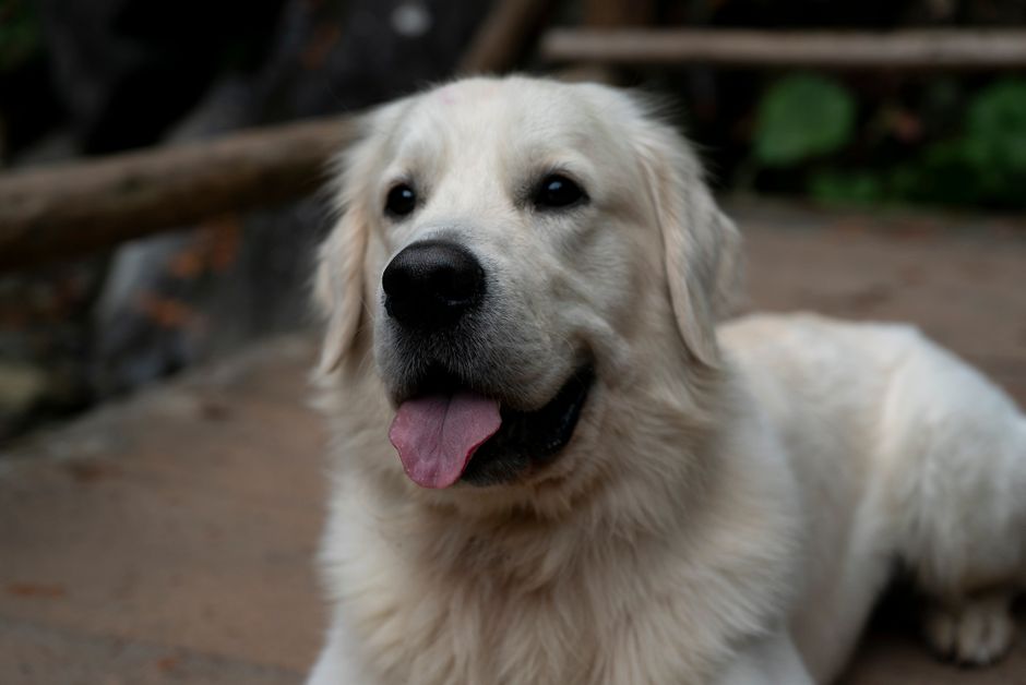best dog boarding options The Woodlands - Charming portrait of a Golden Retriever lying down outdoors, showing its friendly demeanor.