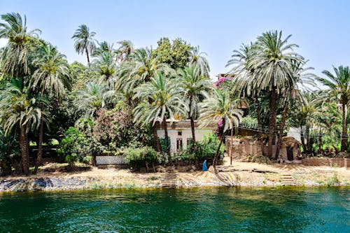Palms by the Nile