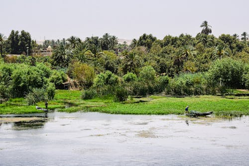강, 나무, 나일 강의 무료 스톡 사진