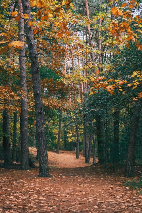 Free Explore a serene forest path adorned with autumn leaves, highlighting the beauty of fall foliage. Stock Photo