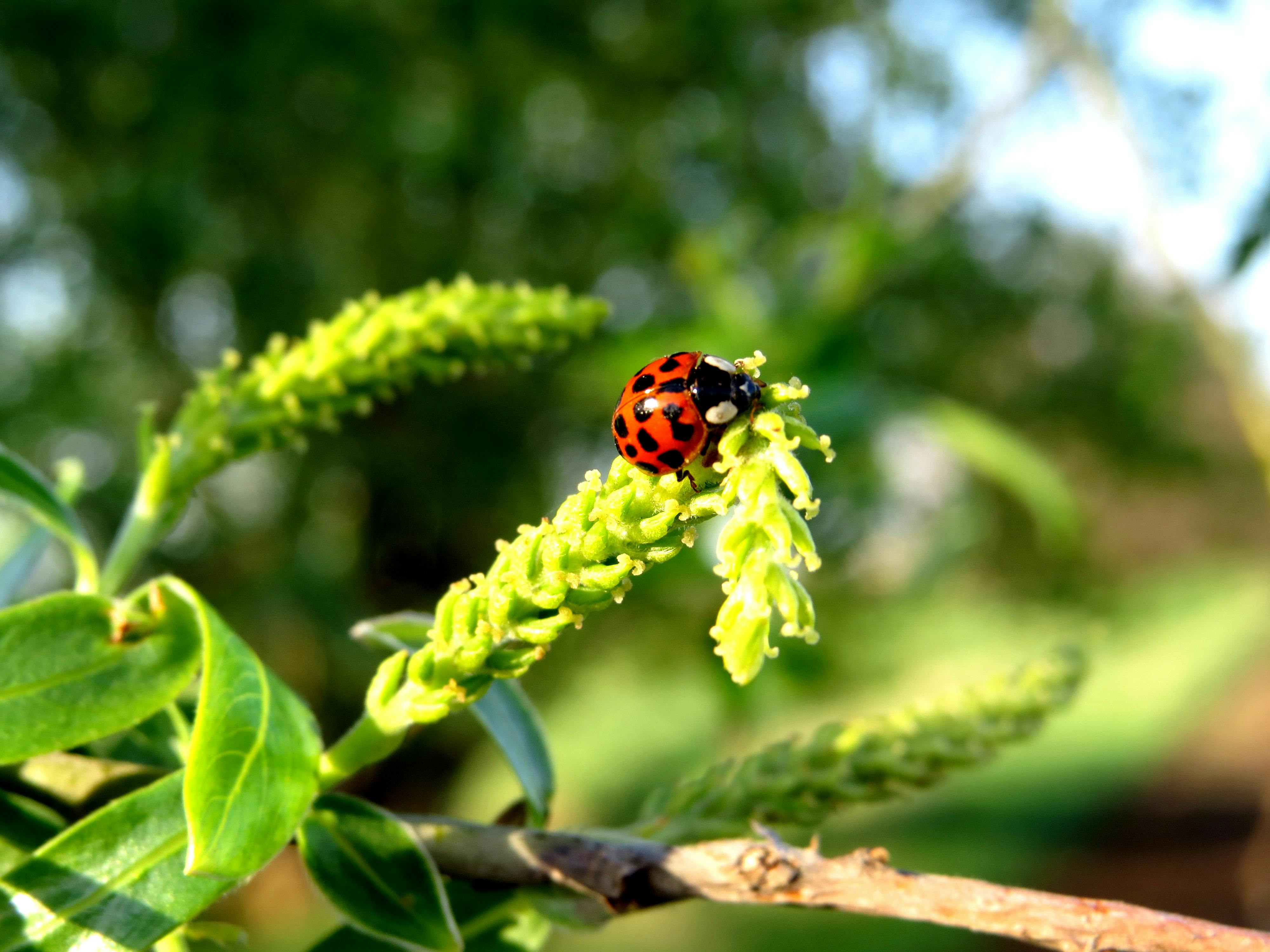 Free stock photo of insect, ladybug