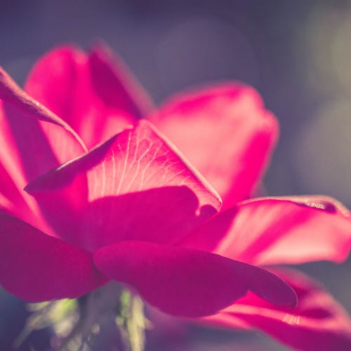 免费 朵红色的花，微距拍摄 素材图片