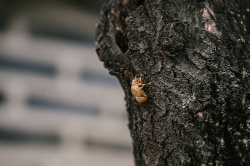 動物攝影, 小蟲, 昆蟲 的 免费素材图片