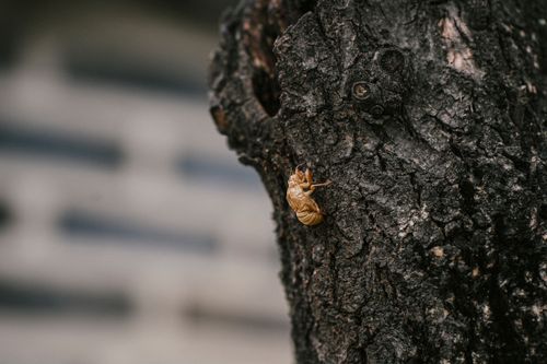 Free Detailed view of a cicada shell attached to a tree trunk, highlighting textures. Stock Photo