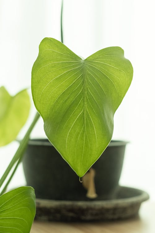 Big, Green Leaf of Plant in Flowerpot
