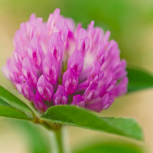 Purpurowy Kwiat Z Liściem
