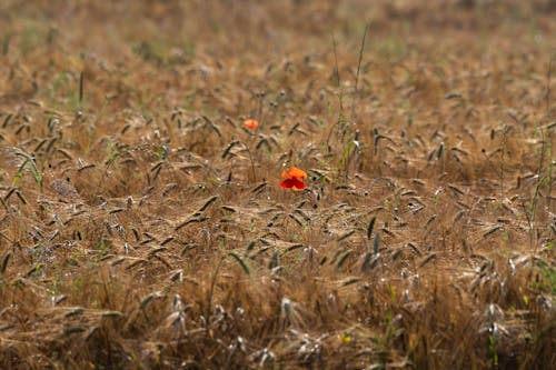 A Poppy on a Cereal Field 
