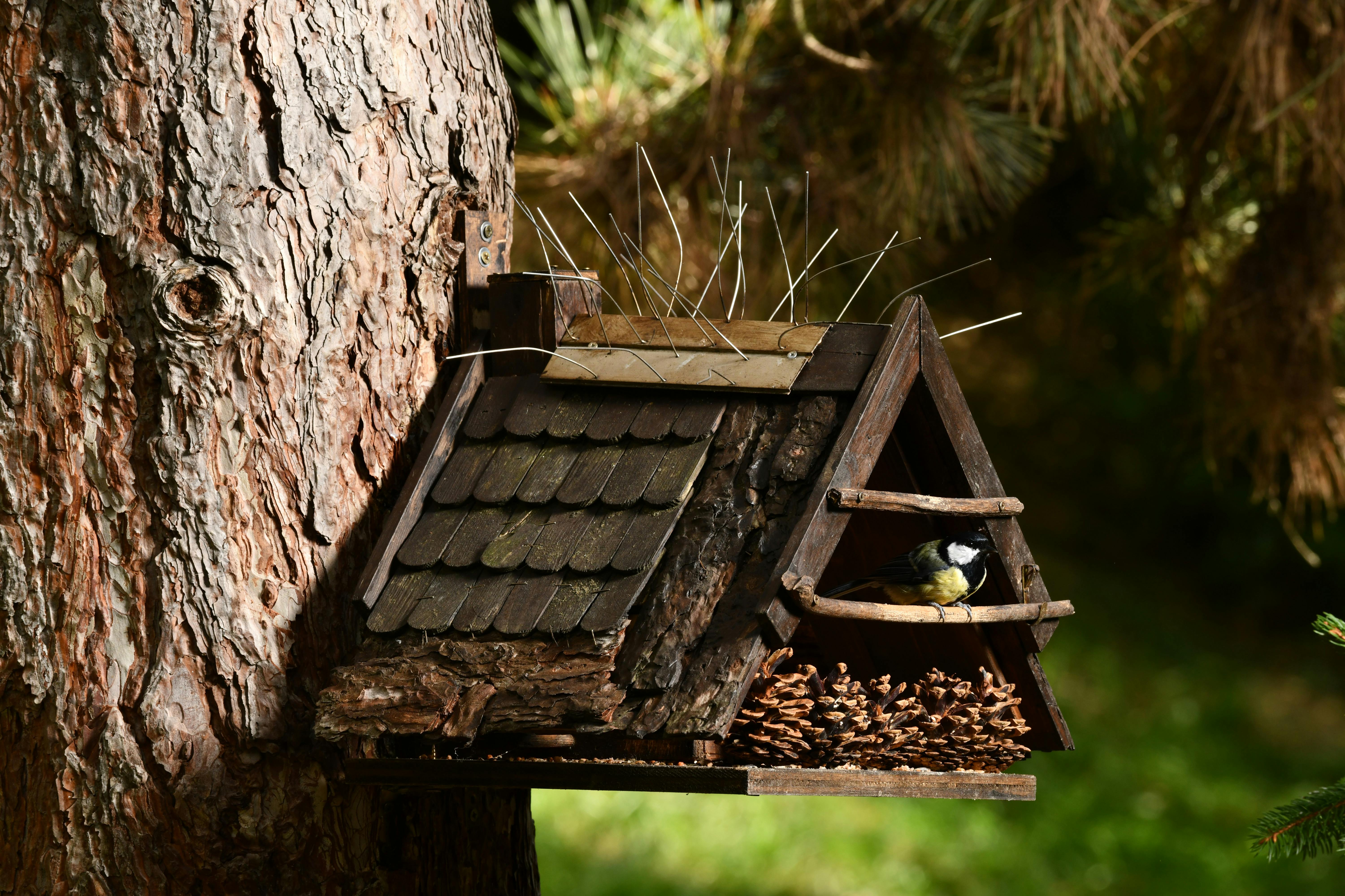 Petite Maison D'oiseaux En Bois Isolée Sur Fond Blanc Banque D'Images et  Photos Libres De Droits. Image 74567262