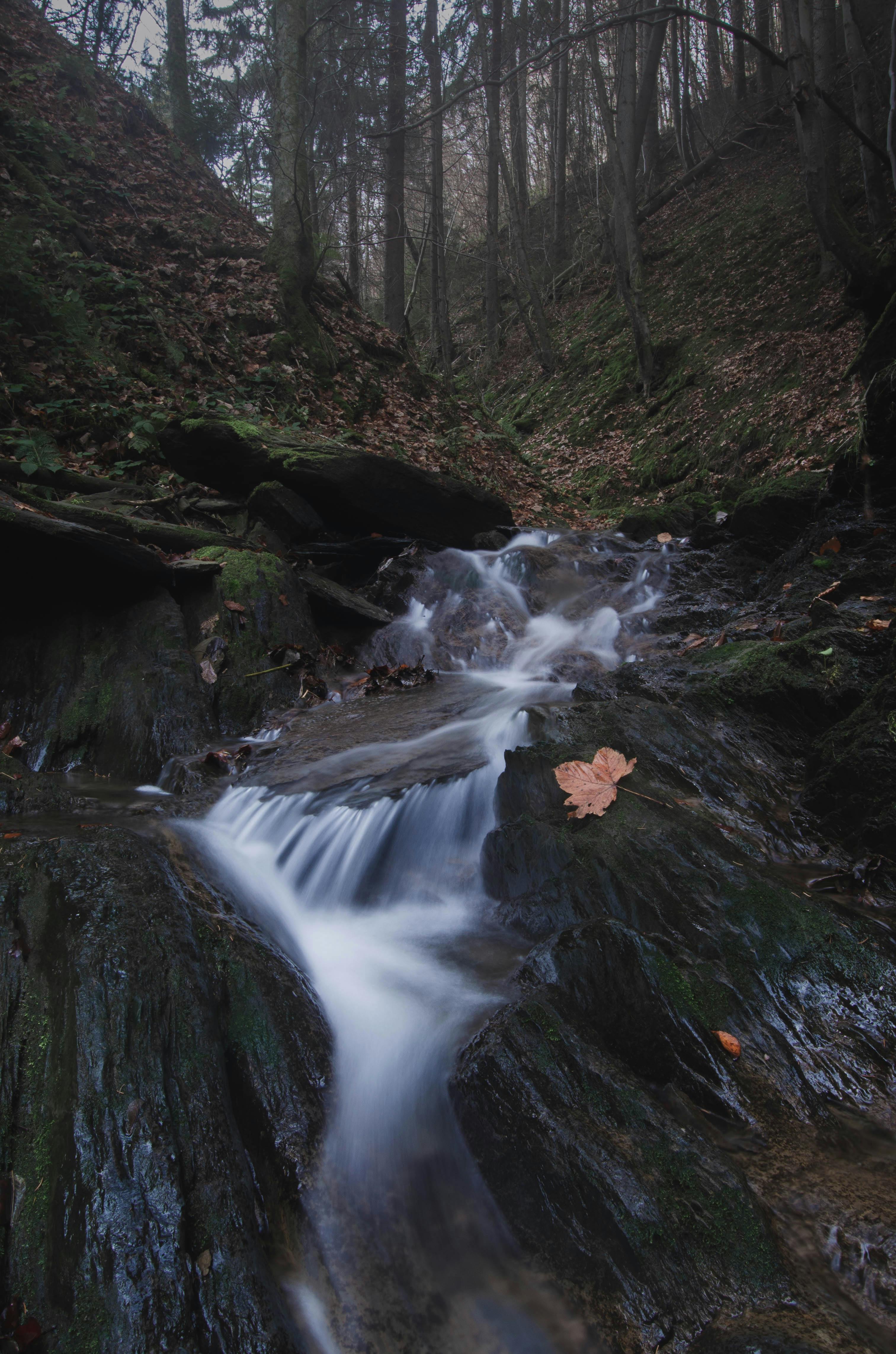 Serene forest stream flowing through lush greenery in Winterberg, Germany.