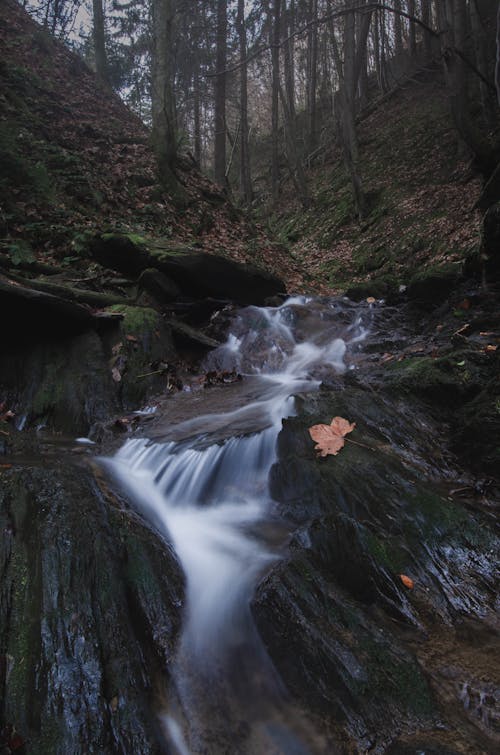 Základová fotografie zdarma na téma kaskády, les, příroda