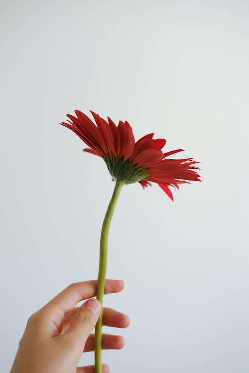 Woman Hand Holding Red Gerberra Flower