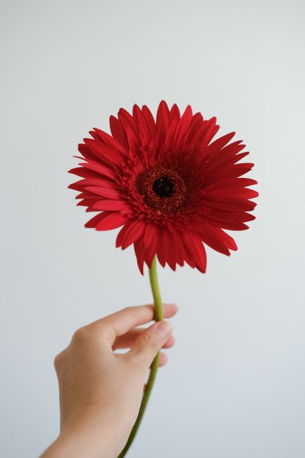 Close-up of a hand holding a vibrant red gerbera daisy, isolated on a clean white background.