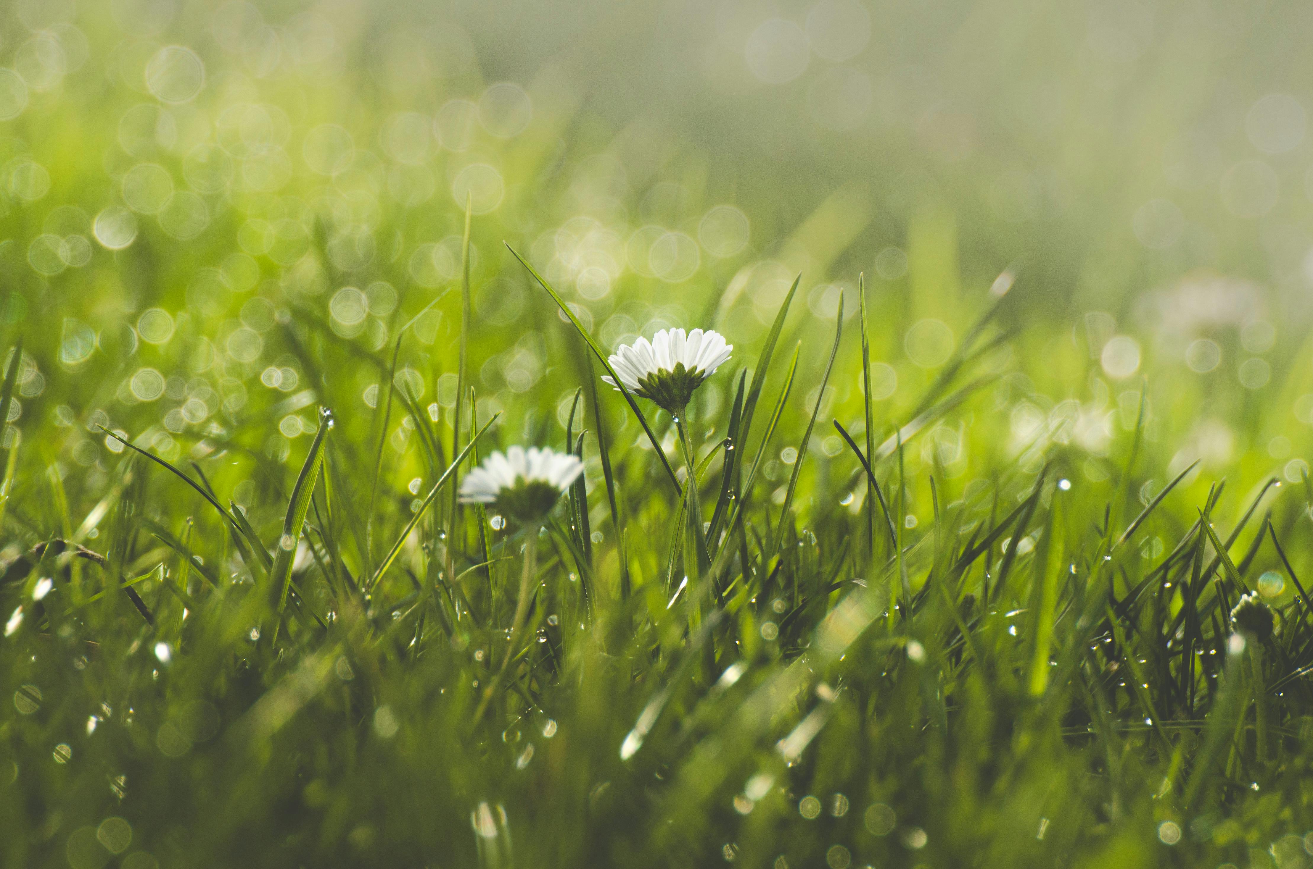 Flower Ppt Slide Flower Photos, Download The BEST Free Flower Ppt Slide