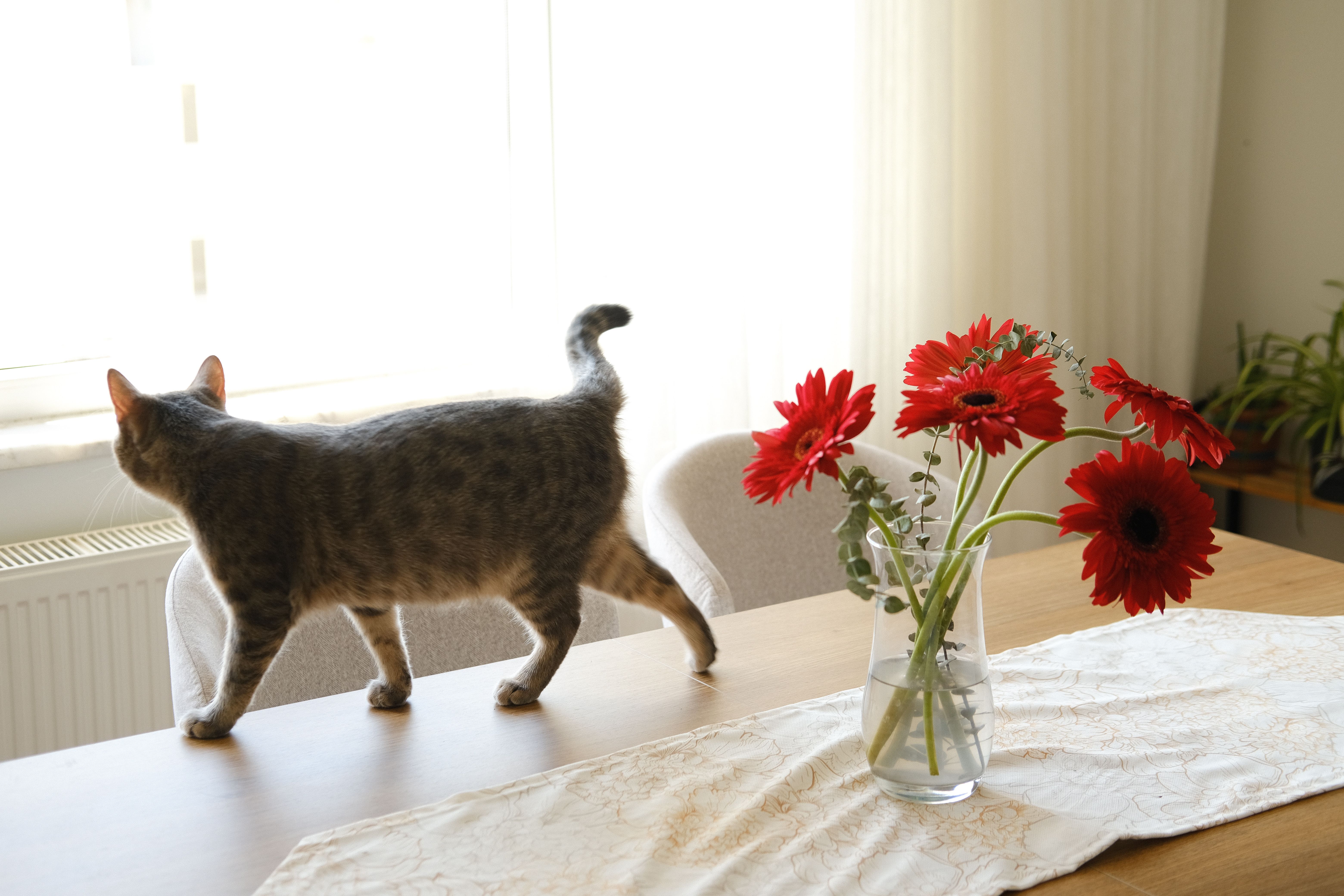 Um gato tigrado andando em uma mesa de jantar com um vaso de flores vermelhas vibrantes.