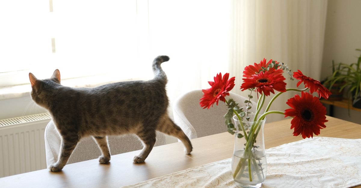 Um gato tigrado andando em uma mesa de jantar com um vaso de flores vermelhas vibrantes.