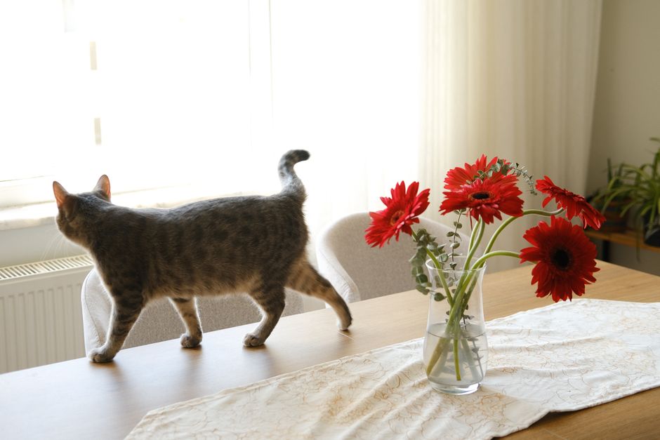 14 Popular Indoor Plants That Are Toxic to Cats — illustration 2