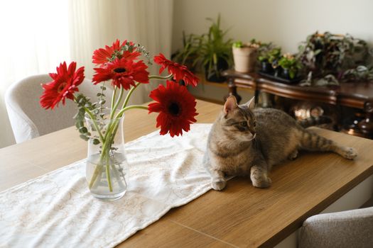 Why Cats Knock Things Off Tables