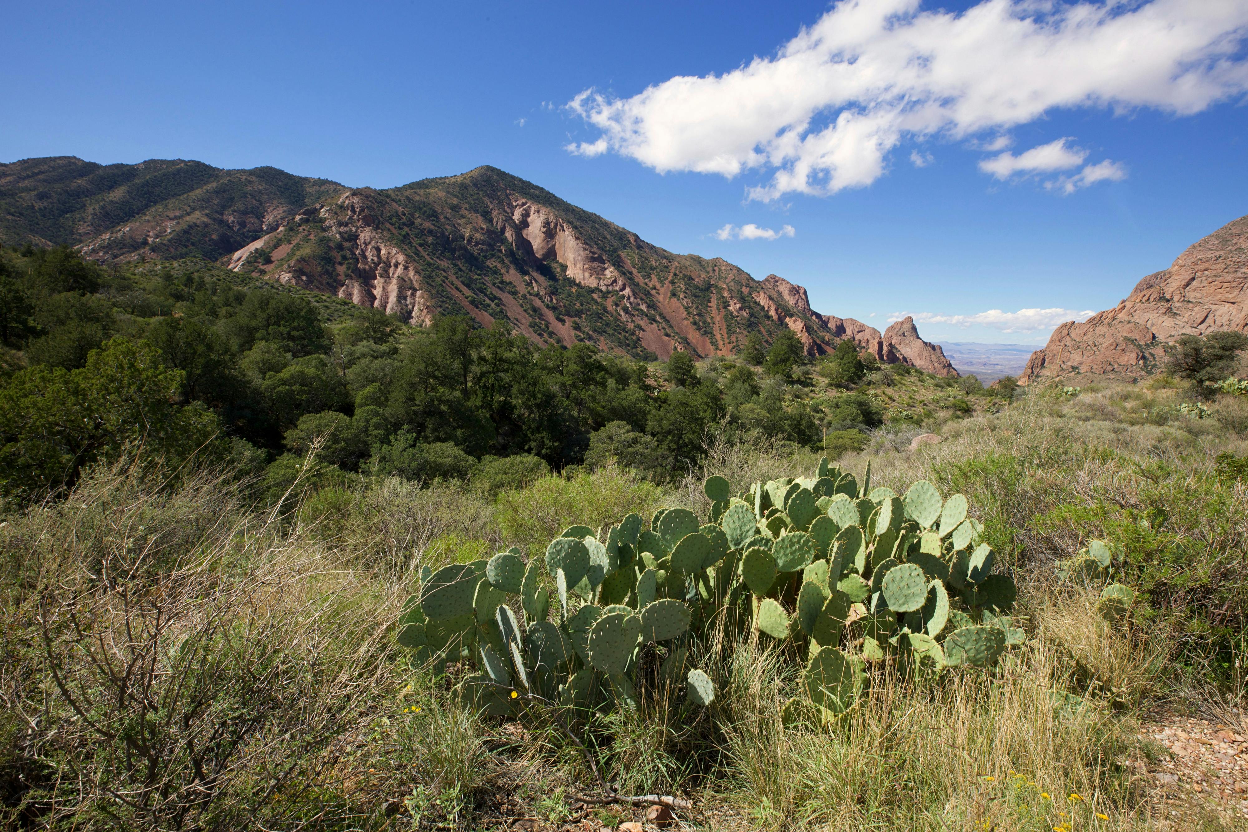 Cactus in a Canyon · Free Stock Photo
