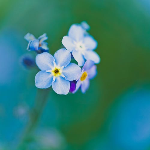 Shallow Focus Photography of Blue and Purple Flowers