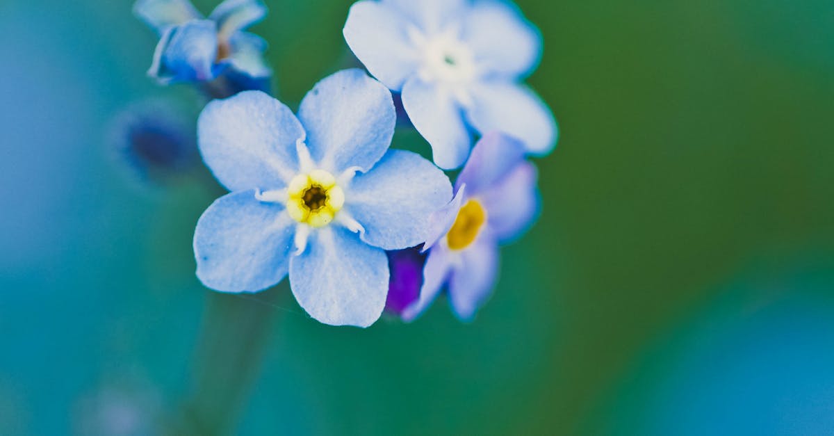 Free stock photo of blue, delicate, flower