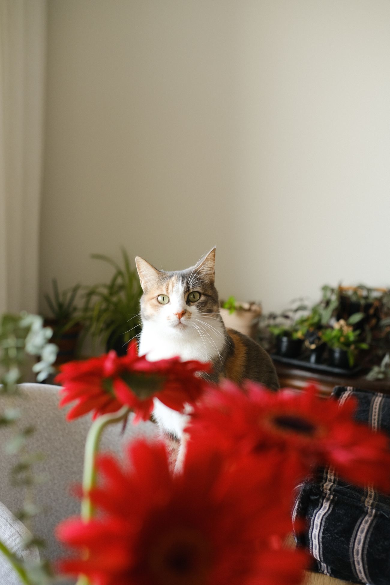 観葉植物のある室内で猫が座っている様子