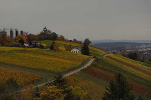 Free Picturesque view of a vineyard on rolling hills with distant cityscape under an overcast sky. Stock Photo