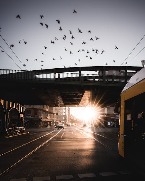 Birds Flying over Bridge in Berlin at Sunset