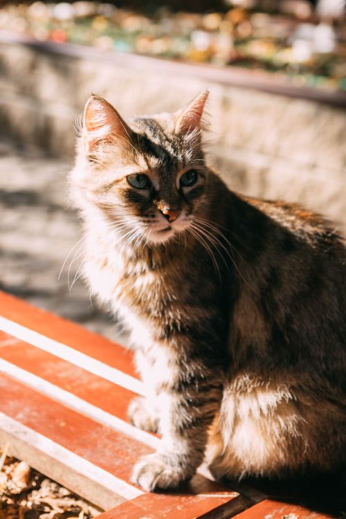 Free Beautiful fluffy cat enjoying sunlight while sitting on a wooden bench outdoors. Stock Photo