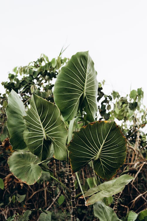 Large Green Leaves