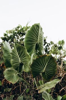 Close-up of large tropical leaves showcasing lush greenery and natural beauty.
