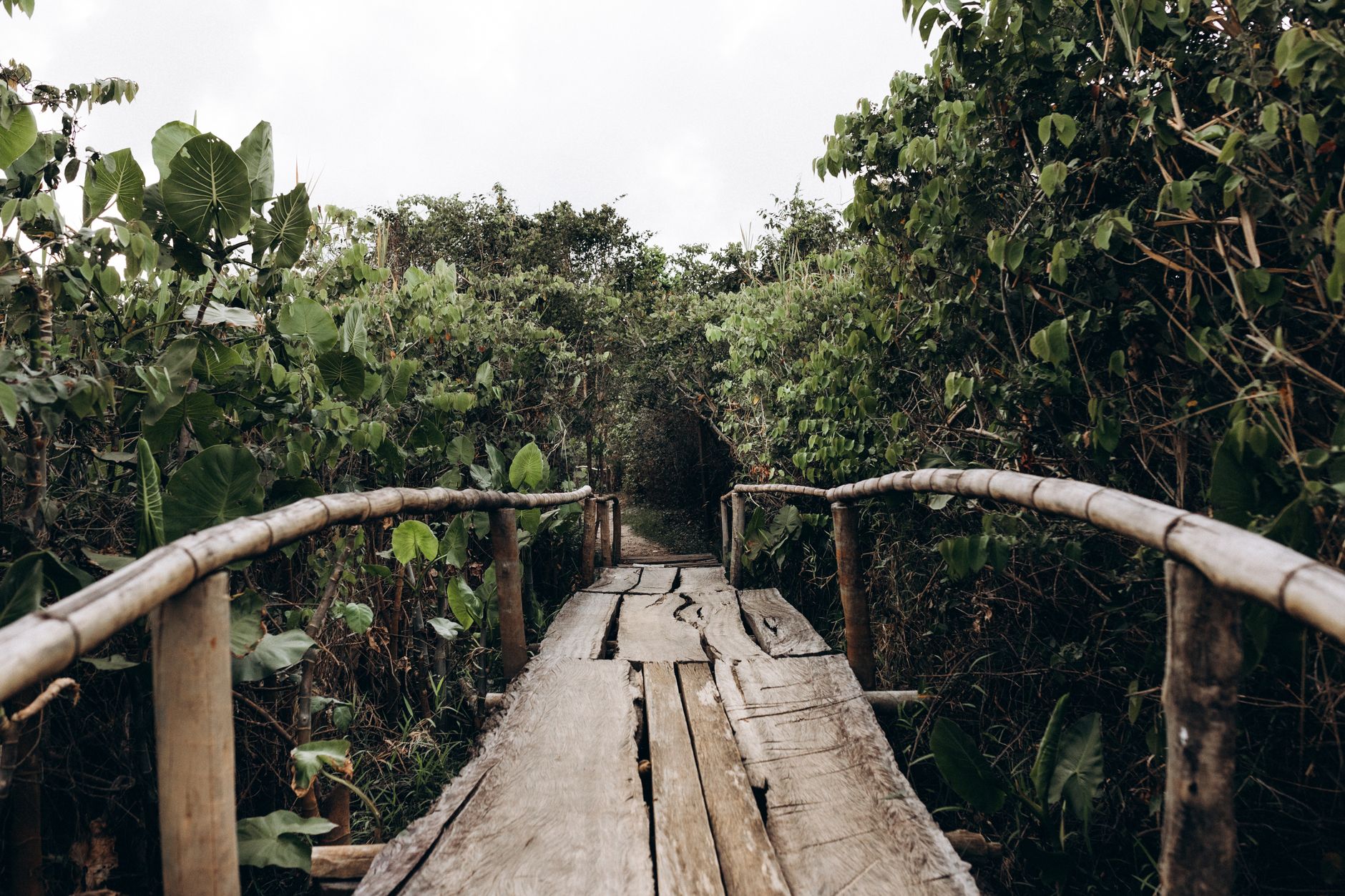Explore a scenic wooden footbridge surrounded by dense, vibrant foliage in a lush outdoor setting.