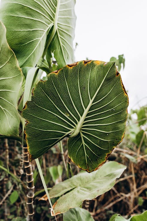 Large Veiny Leaves