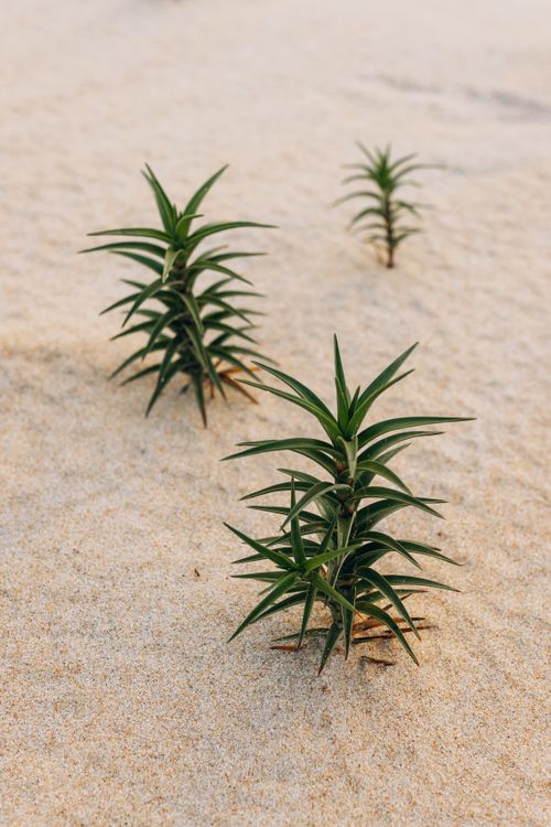 Plants Growing in Desert Sand  Free Stock Photo