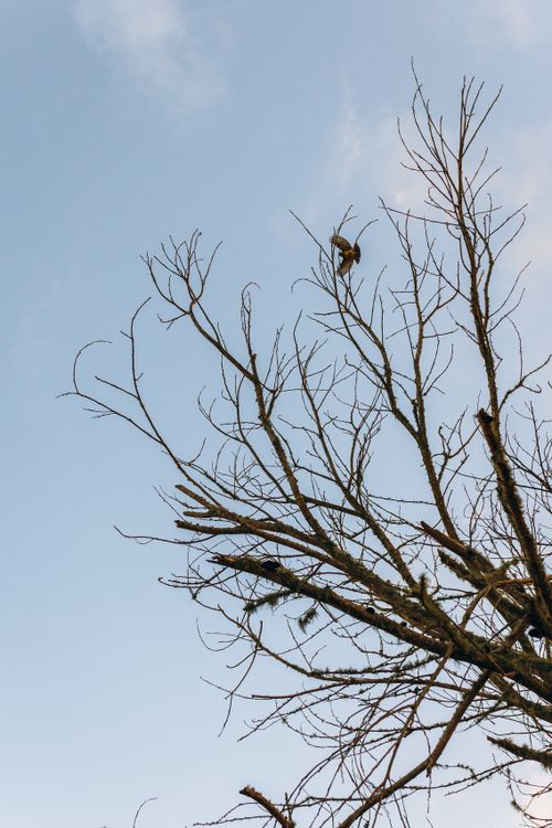 Free A lone bird sits atop the bare branches of a tree against a clear blue sky. Stock Photo