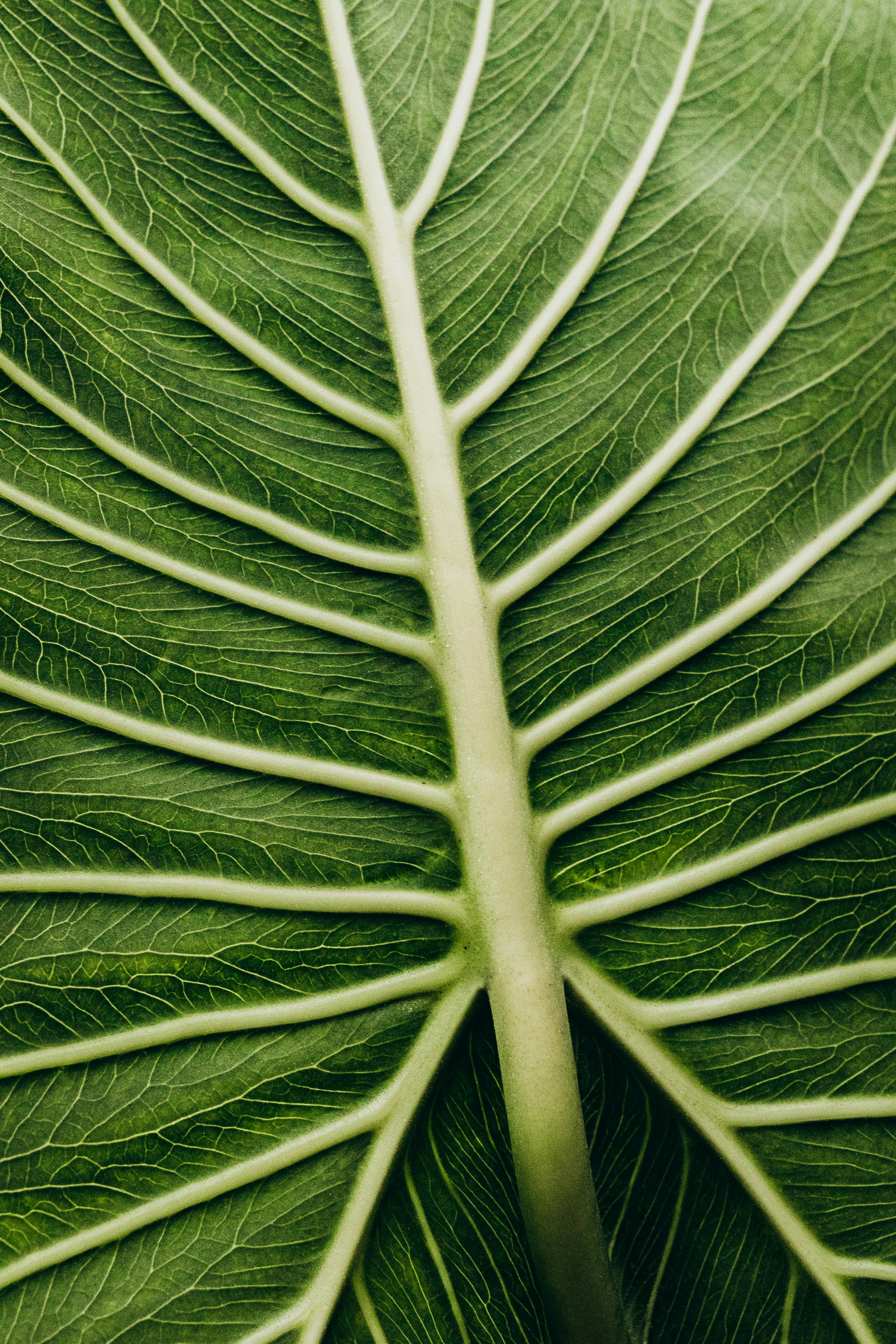 Close-up image of a green leaf with intricate patterns and texture highlighting its structure.