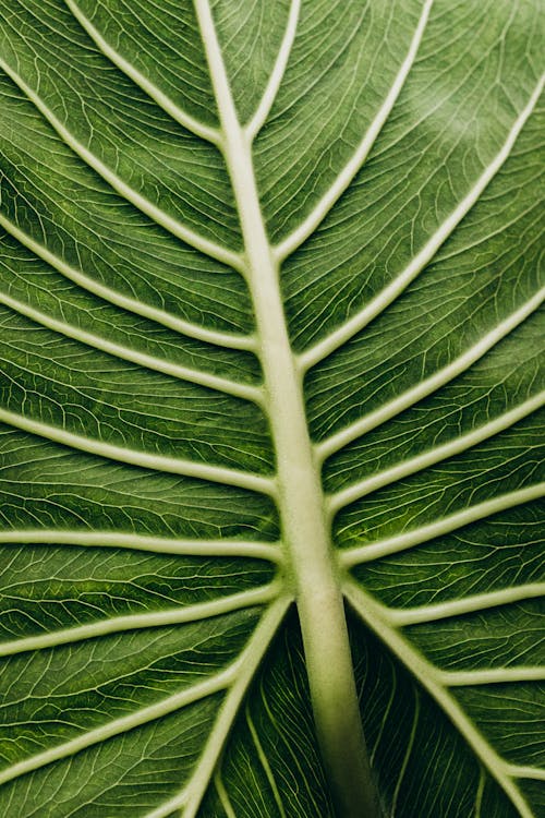Close-up on Leaf Structure