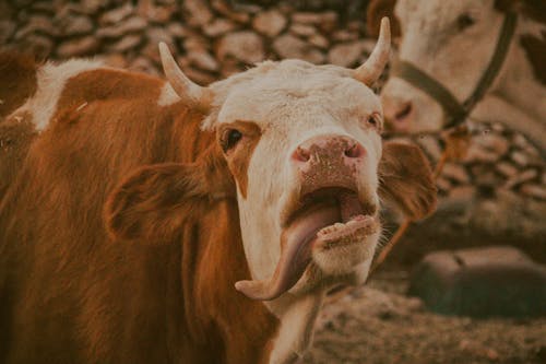 Brown and White Cow with a Sticking Tongue