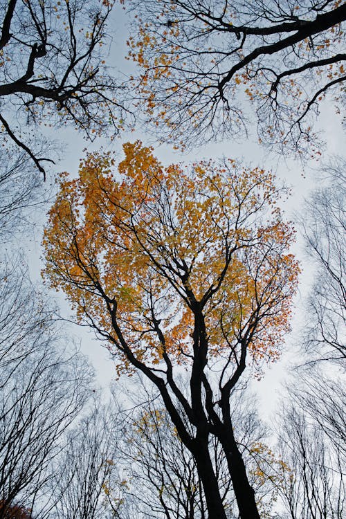 Základová fotografie zdarma na téma padání, podzim, příroda