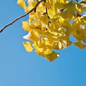 Ginkgo biloba