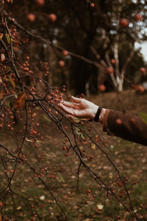 Free A hand reaches out to touch branches filled with autumn berries in a serene forest setting. Stock Photo