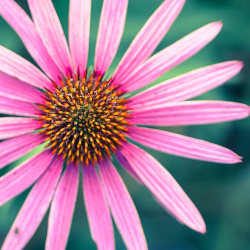 免费 粉色花瓣花的选择性聚焦摄影 素材图片