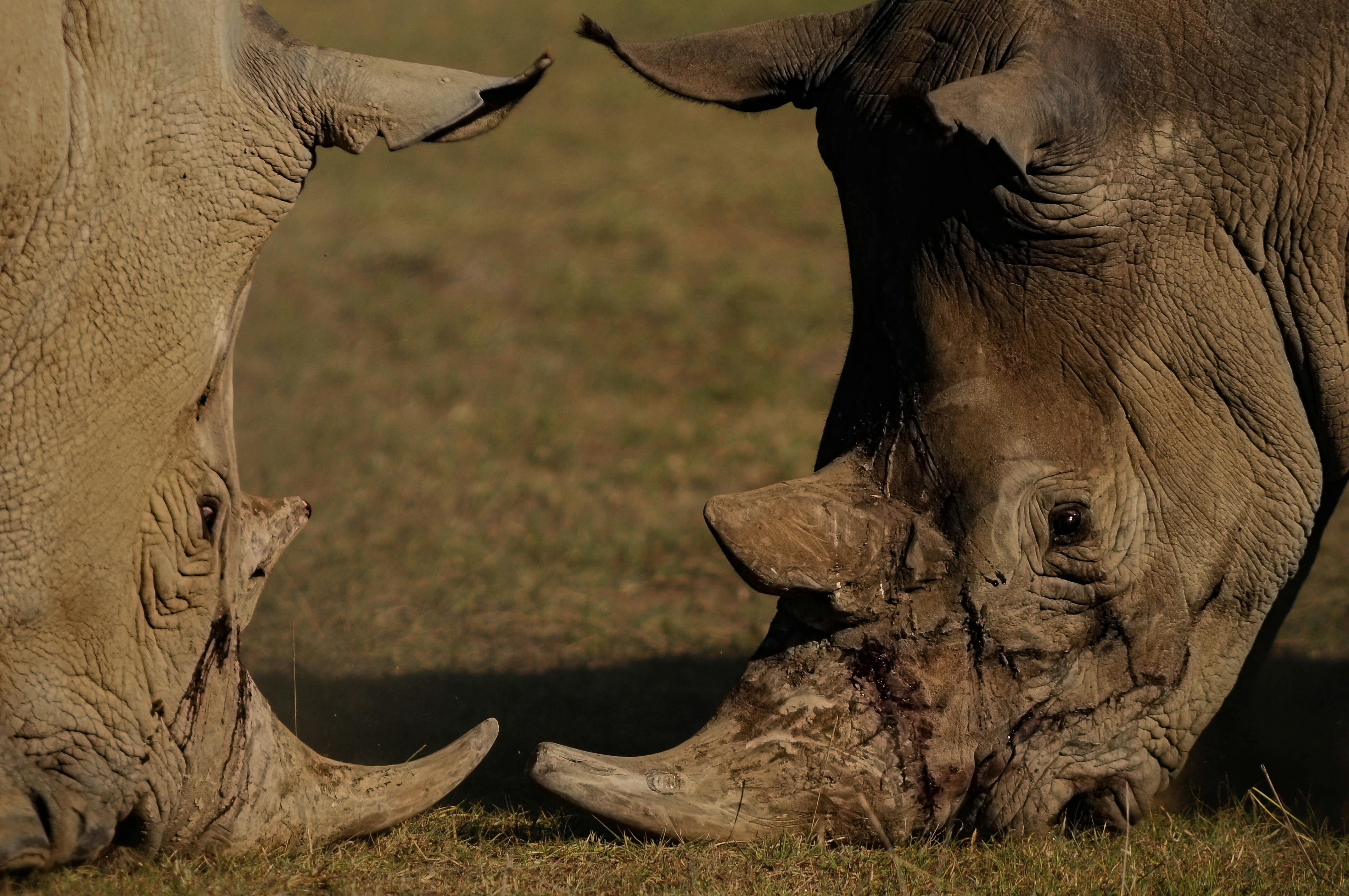 Gratuit Photos gratuites de affrontement, animaux sauvages, combat Photos