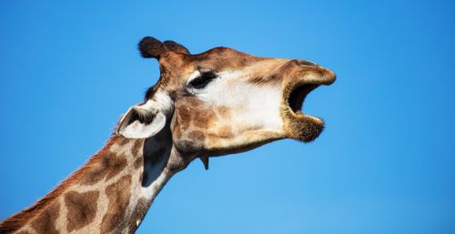 Free A detailed close-up of a giraffe's head against a bright blue sky, showcasing wildlife beauty. Stock Photo