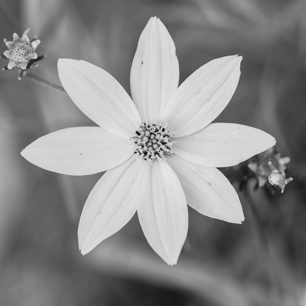 Free stock photo of beautiful, beautiful flowers, black and white